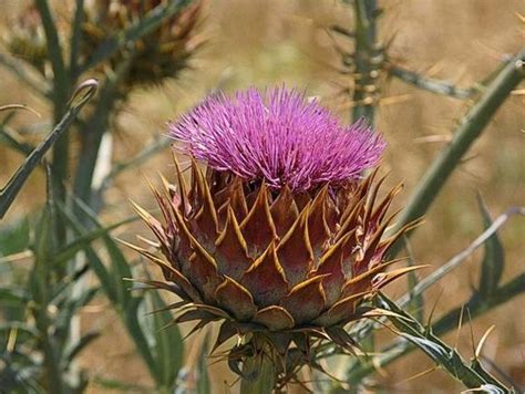 Cynara Cardunculus Profile California Invasive Plant Council