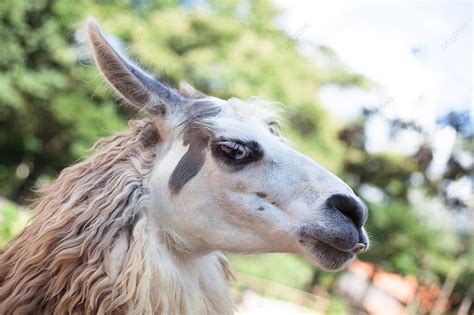Llama Teeth