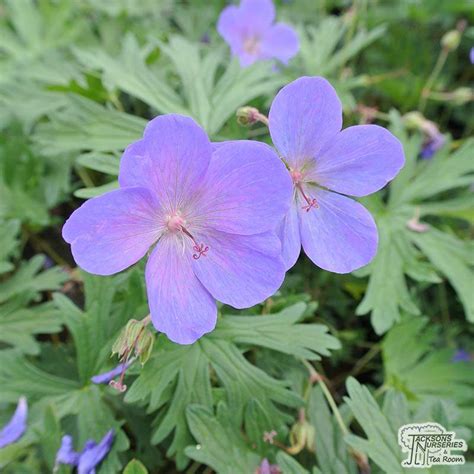 Buy Geranium Johnsons Blue Cranesbill In The Uk