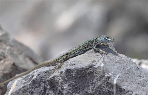 Catalonian Wall Lizard Fuente Dé Spain Neil Hilton Flickr