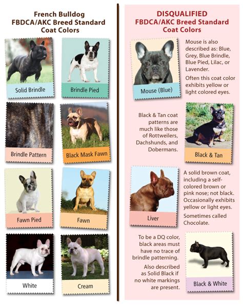 No Fad French Bulldog Colors French Bulldogs By Bullmarket