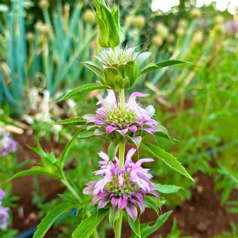 Monarda Lemon Bergamot Organic Adaptive Seeds