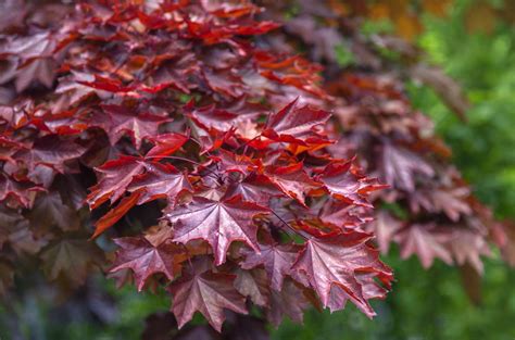 grow  care  crimson king maple