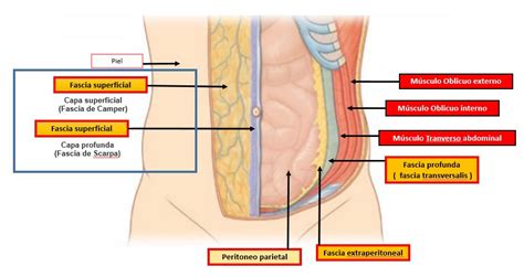 Sistema Muscular Mind Map