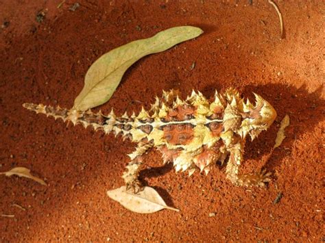 Um Raro Dragão Espinhoso espinhoso australiano demônio da montanha