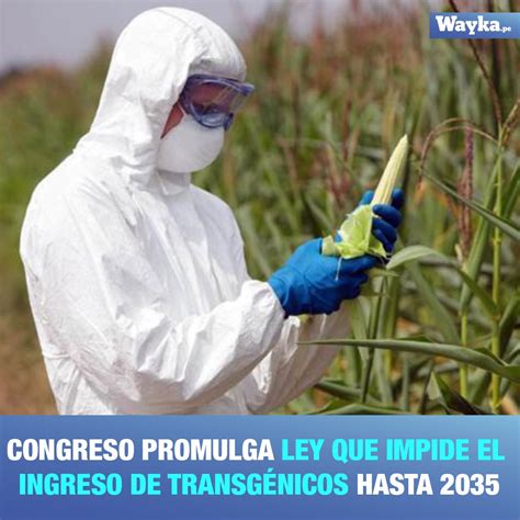 🇵🇪 Wayka📢 On Twitter 🚨atenciÓn Ley Amplía La Prohibición Del Ingreso Y Producción De