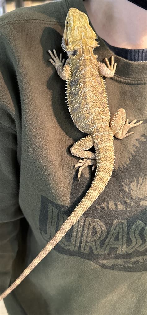 Adopted Pogona Vitticeps Bearded Dragon Rescue Doof Be