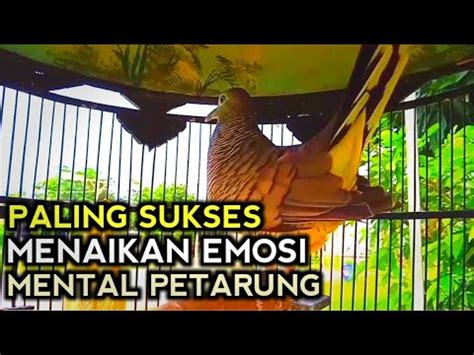 Suara Pancingan Perkutut Lokal Gacor Bikin Musuh Emosi Langsung Bunyi