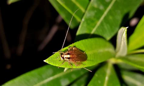 Cockroach Nymphs | German & American Roach Nymphs