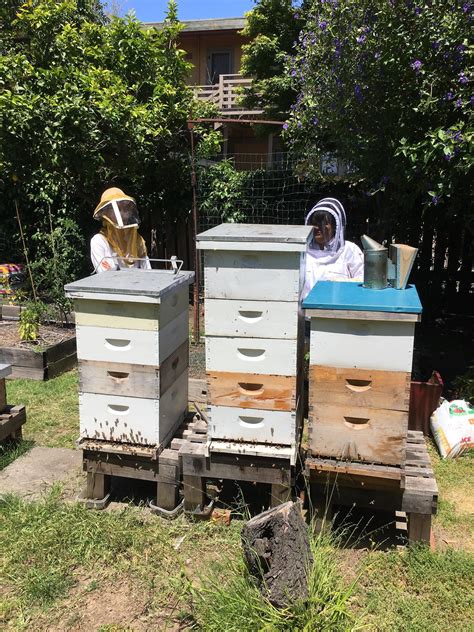 Introduction to Backyard Beekeeping – BioFuel Oasis