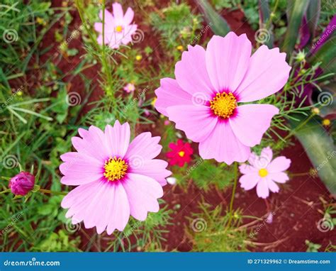 Cerrar Flor Cosmos Flor Color Rosa Flor Flor Florecer Fondo Blurdo