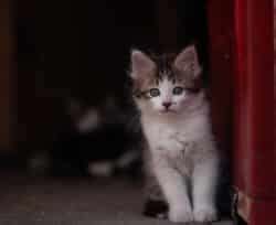 Manx Cat Breed: Info, Pictures, Temperament & Traits - Catster