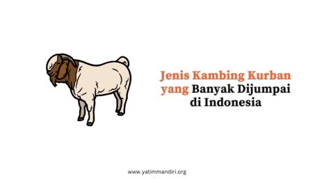 Apakah Boleh Berkurban Kambing Betina Simak Disini