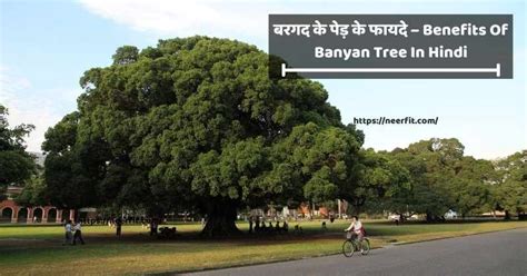 Bargad Ka Ped बरगद के पेड़ के 8 अद्भुत फायदे और नुकसान Banyan Tree