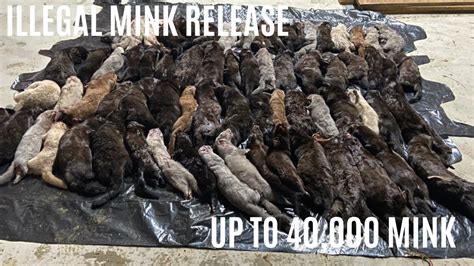 VAN WERT COUNTY OHIO ILLEGAL MINK RELEASE UP TO 40 000 MINK ON THE RUN