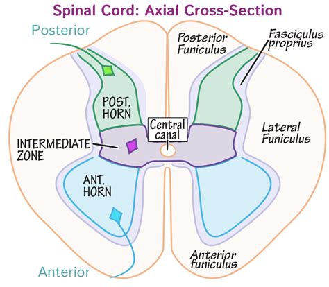 Anatomy Of Spinal Cord