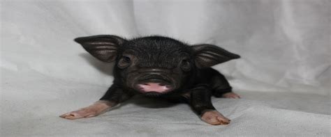 Charming Mini Pigs Breeders Of American Mini Pigs