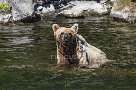 Grizzly bear fishing in river water — nature, travel - Stock Photo ...