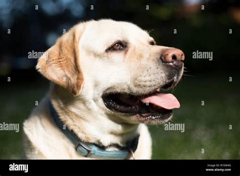 Labrador Retriever dog Stock Photo - Alamy