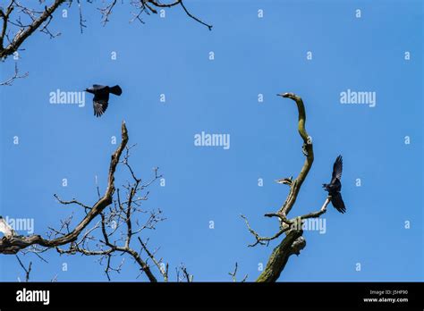 Crow Landing Stock Photos & Crow Landing Stock Images - Alamy