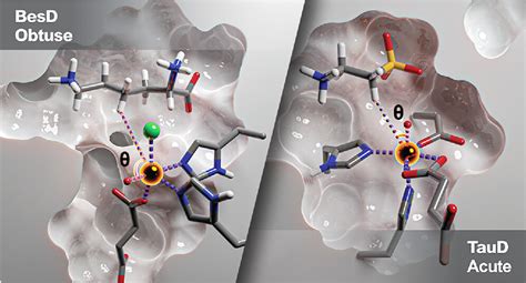 Mechanistic Insights Into Substrate Positioning Across Non Heme Fe Ii