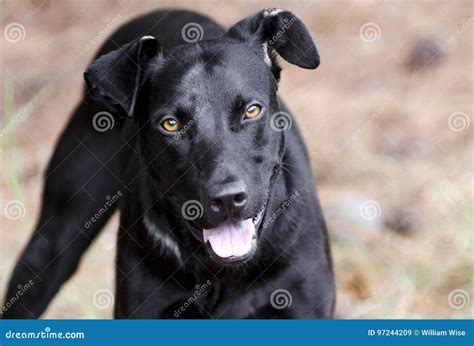 黑拉布拉多短毛猎犬被混合的品种狗 库存图片 图片 包括有 德语 佐治亚 耳朵 摄影 男性 稀释 97244209