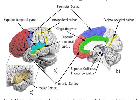 Multisensory Integration Methodological Approaches And Emerging