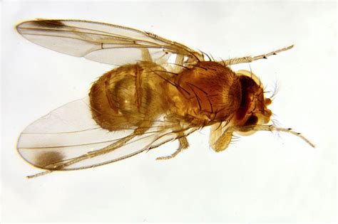 Miltoncontact Spotted Wing Drosophila Present In Milton Cambridgeshire