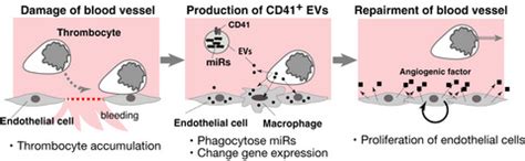 Amphibian thrombocyte‐derived extracellular vesicles, including ...