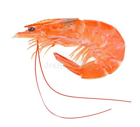 Shrimps Prawns Isolated On White Background Stock Photo Image Of