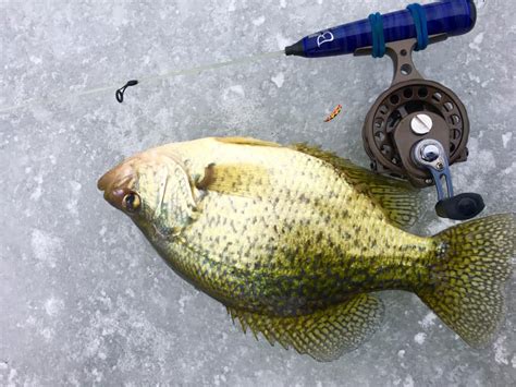 Ice Fishing for Crappie • Megaware KeelGuard : Megaware KeelGuard