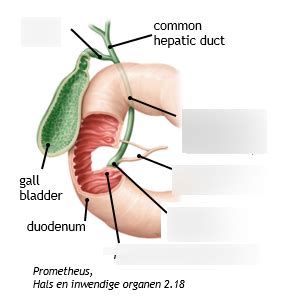 vm bile Diagram | Quizlet