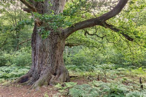 Oldoaktree Stock Image Image Of Individuality Moss 179849861