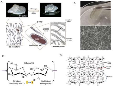 A Arrangement Of Microfibril In Amorphous And Crystalline Region And