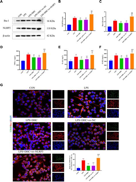 The Role And Mechanism Of Nlrp Inflammasome Mediated Astrocyte