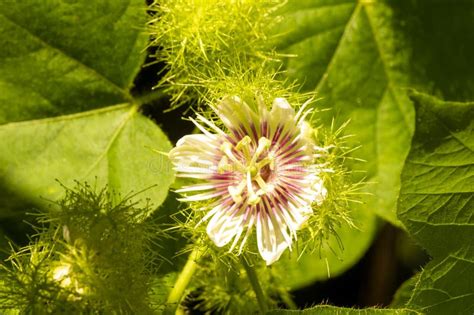 Rambusa, Markisa Mini (Passiflora Foetida) Flower Blooming, Passion ...