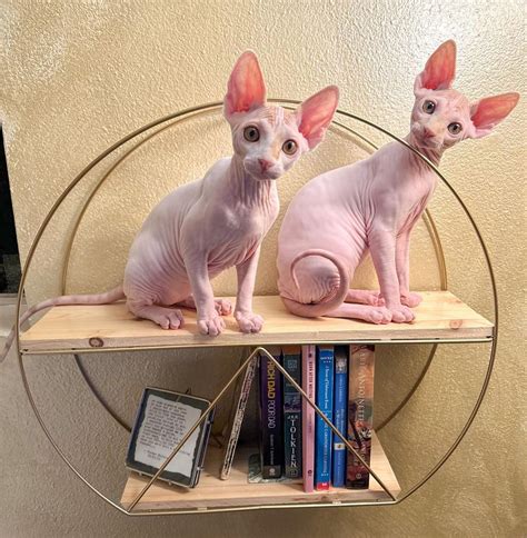 Hairless Cats For Sale Hairless Cat For Sale Sphynx Kittens For Sale