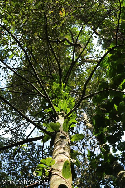 Vines Growing Up A Rainforest Tree In Sumatra