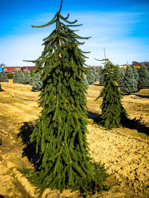 Weeping Norway Spruce For Sale Online | The Tree Center