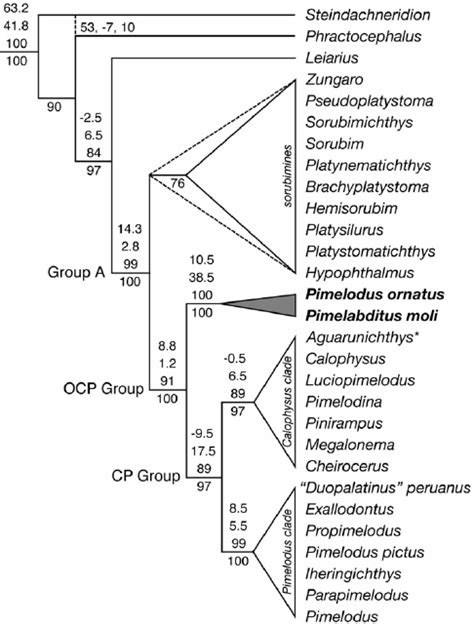 Phylogenetic Tree Of Monophyletic Pimelodidae Illus Trating The