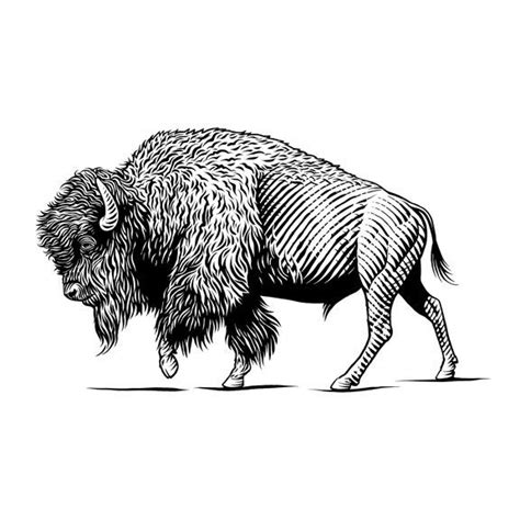 25+ realistic buffalo drawing - AnisaZakary