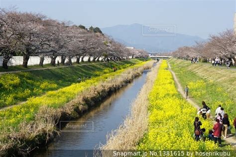 佐奈川沿いの菜の花と桜の写真・画像素材 1381615 Snapmart（スナップマート）