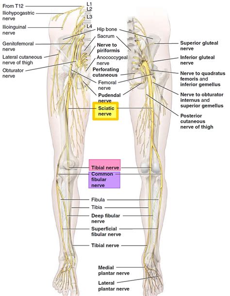 Sciatica Sciatica Pain Causes Diagnosis Treatment Exercises Prognosis