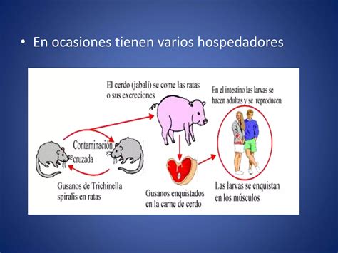 Invertebrados II Anelidos Platelmintos Y Nematodos PPT