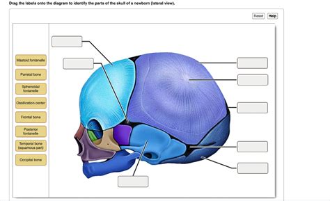 Solved Drag The Labels Onto The Diagram To Identify The Parts Of The Skull Of A Newborn