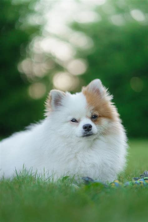 Portrait Of A Beautiful Dog In Nature White German Spitz Stock Photo