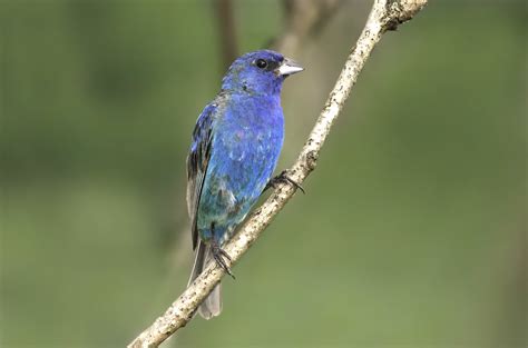 Definitive Guide To Indigo Bunting Facts, Habitat, Conservation Status ...