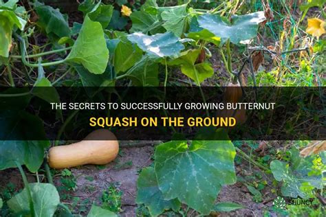 The Secrets To Successfully Growing Butternut Squash On The Ground Shuncy