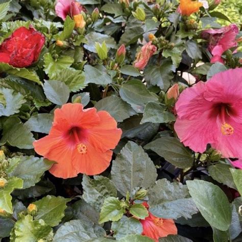 Pokok Bunga Raya Renek Random Colour Random Hibiscus Flower Bunga