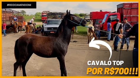 FEIRA DE CAVALO EM CACHOEIRINHA PE SÓ OS CAVALOS TOPS DAS ÚLTIMAS